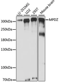 Anti-MPDZ antibody used in Western Blot (WB). GTX66360