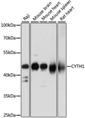 Anti-Cytohesin 1 antibody used in Western Blot (WB). GTX66363