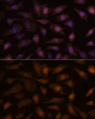 Anti-EEF1E1 antibody used in Immunocytochemistry/ Immunofluorescence (ICC/IF). GTX66367