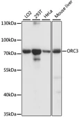 Anti-ORC3L antibody used in Western Blot (WB). GTX66377