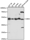 Anti-UBA5 antibody used in Western Blot (WB). GTX66388