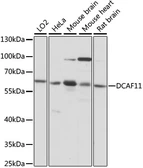 Anti-WDR23 antibody used in Western Blot (WB). GTX66389