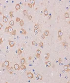 Anti-TRAPPC6B antibody used in IHC (Paraffin sections) (IHC-P). GTX66398