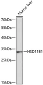 Anti-HSD11B1 antibody used in Western Blot (WB). GTX66405