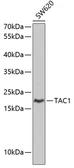 Anti-Substance P antibody used in Western Blot (WB). GTX66407