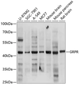 Anti-GRPR antibody used in Western Blot (WB). GTX66421