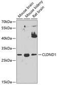 Anti-CLDND1 antibody used in Western Blot (WB). GTX66422