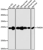 Anti-TMED9 antibody used in Western Blot (WB). GTX66425