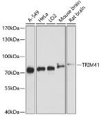 Anti-TRIM41 antibody used in Western Blot (WB). GTX66427