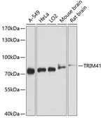 Anti-TRIM41 antibody used in Western Blot (WB). GTX66427