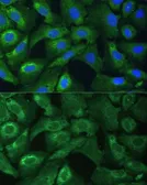Anti-EIF3G antibody used in Immunocytochemistry/ Immunofluorescence (ICC/IF). GTX66437