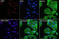 Anti-KRR1 antibody used in Immunocytochemistry/ Immunofluorescence (ICC/IF). GTX66443