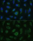 Anti-SIGLEC9 antibody used in Immunocytochemistry/ Immunofluorescence (ICC/IF). GTX66449