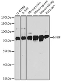 Anti-NKRF antibody used in Western Blot (WB). GTX66458