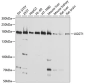 Anti-UGGT1 antibody used in Western Blot (WB). GTX66459