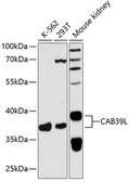 Anti-CAB39L antibody used in Western Blot (WB). GTX66461