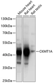 Anti-Creatine kinase MT antibody used in Western Blot (WB). GTX66463