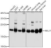 Anti-RPL17 antibody used in Western Blot (WB). GTX66472