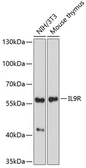 Anti-IL9 Receptor antibody used in Western Blot (WB). GTX66479