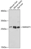 Anti-NMNAT1 antibody used in Western Blot (WB). GTX66480