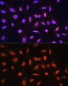 Anti-GTF2H1 antibody used in Immunocytochemistry/ Immunofluorescence (ICC/IF). GTX66483