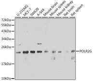 Anti-POLR2G antibody used in Western Blot (WB). GTX66486