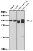 Anti-SOD3 antibody used in Western Blot (WB). GTX66490