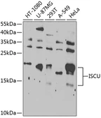Anti-ISCU antibody used in Western Blot (WB). GTX66491