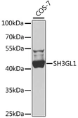 Anti-SH3GL1 antibody used in Western Blot (WB). GTX66494