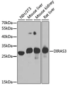 Anti-ARHI antibody used in Western Blot (WB). GTX66506