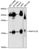 Anti-LC3C antibody used in Western Blot (WB). GTX66514