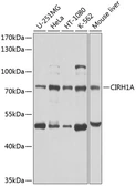 Anti-CIRH1A antibody used in Western Blot (WB). GTX66533
