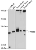 Anti-ARL8B antibody used in Western Blot (WB). GTX66546
