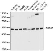 Anti-OST48 antibody used in Western Blot (WB). GTX66551