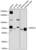 Anti-LINGO1 antibody used in Western Blot (WB). GTX66564