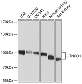 Anti-Transportin 1 antibody used in Western Blot (WB). GTX66567