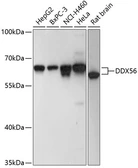 Anti-DDX56 antibody used in Western Blot (WB). GTX66571