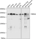 Anti-PB1 antibody used in Western Blot (WB). GTX66586
