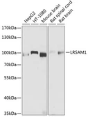 Anti-LRSAM1 antibody used in Western Blot (WB). GTX66587