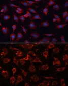 Anti-PDHA2 antibody used in Immunocytochemistry/ Immunofluorescence (ICC/IF). GTX66591