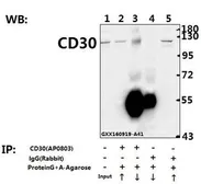 Anti-CD30 antibody used in Immunoprecipitation (IP). GTX66610