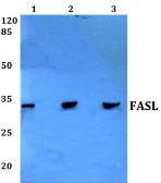 Anti-Fas Ligand antibody used in Western Blot (WB). GTX66619