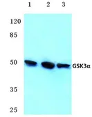 Anti-GSK3 alpha antibody used in Western Blot (WB). GTX66620