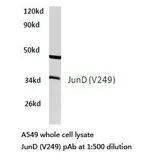 Anti-JunD antibody used in Western Blot (WB). GTX66621