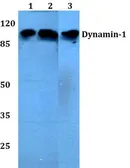Anti-Dynamin 1 antibody used in Western Blot (WB). GTX66629