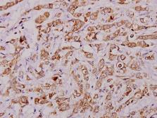 Anti-PLA2G4A antibody used in IHC (Paraffin sections) (IHC-P). GTX66631