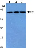 Anti-SENP1 antibody used in Western Blot (WB). GTX66632