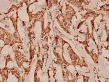 Anti-C5a R1 antibody used in IHC (Paraffin sections) (IHC-P). GTX66635