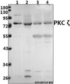 Anti-PKC zeta antibody used in Western Blot (WB). GTX66637