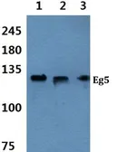 Anti-Eg5 antibody used in Western Blot (WB). GTX66641